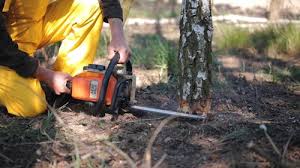 Professional Tree Services in Haubstadt, IN