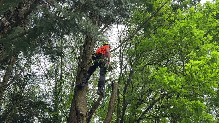 Why Choose Our Tree Removal Services in Haubstadt, IN?