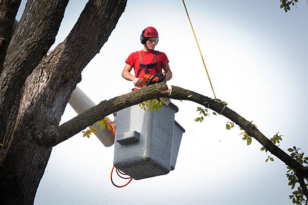 Best Hazardous Tree Removal  in Haubstadt, IN